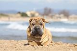 SHAR-PEI 751